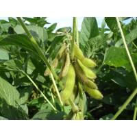 SOYBEAN