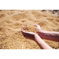 SOYBEAN