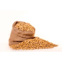 SOYBEAN